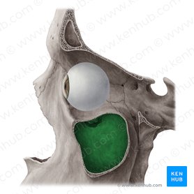 Seio maxilar (Sinus maxillaris); Imagem: Yousun Koh