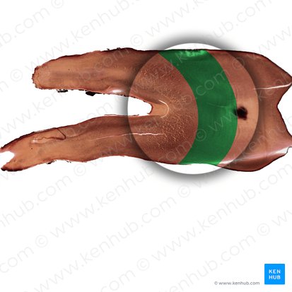 Dentine manteau; Image : 