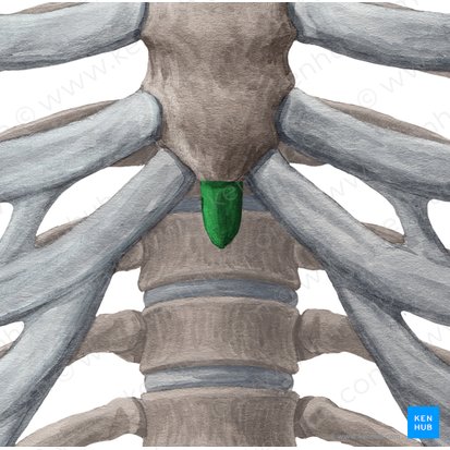 Processus xiphoideus sterni (Schwertfortsatz des Brustbeins); Bild: Yousun Koh