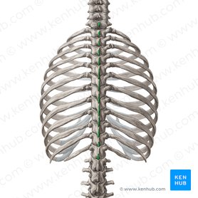 Procesos espinosos de las vértebras C7-T12 (Processus spinosi vertebrarum C7-T12); Imagen: Yousun Koh