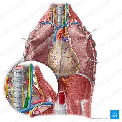 Left common carotid artery (Arteria carotis communis sinistra); Image: Yousun Koh