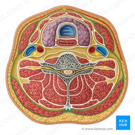 Superficial layer of deep cervical fascia (Lamina superficialis fasciae cervicalis profundae); Image: Irina Münstermann