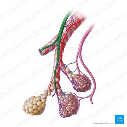 Arteria pulmonar (Arteria pulmonalis); Imagen: Paul Kim