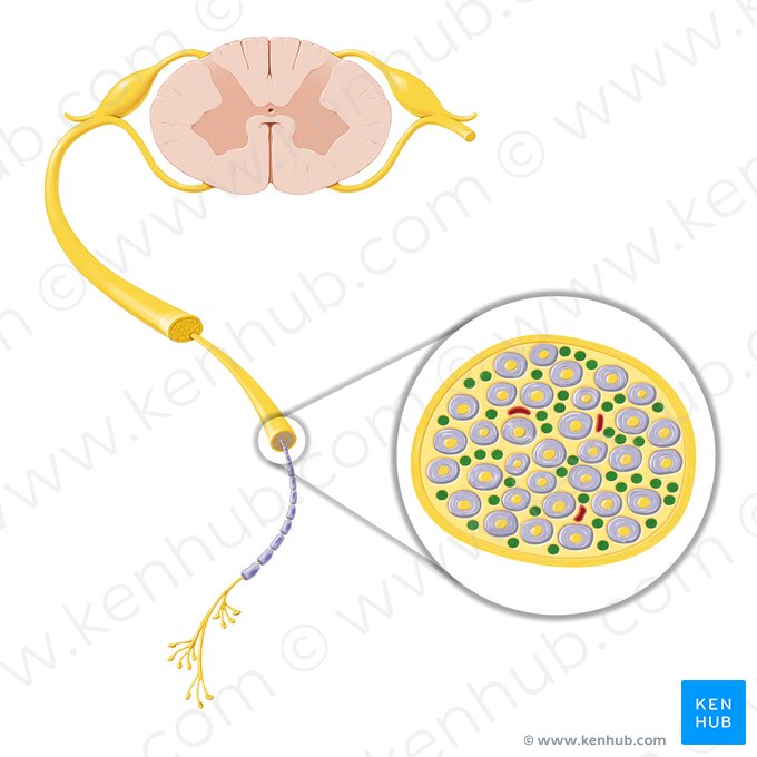 Axón periférico amielínico (Axon nonmyelinatum periphericum); Imagen: Paul Kim