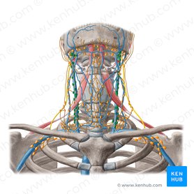 Deep lateral cervical lymph nodes (Nodi lymphoidei cervicales laterales profundi); Image: Yousun Koh