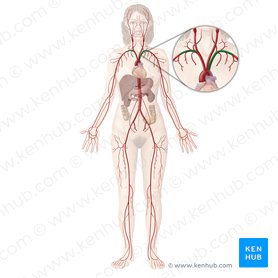 Anatomical and Medical Prefixes and Suffixes | Kenhub