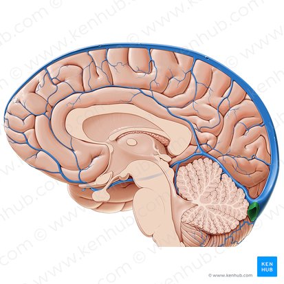 Transverse sinus (Sinus transversus); Image: Paul Kim