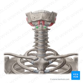 Tendinous sling of digastric muscle (Ansa fibrosa tendinis intermedii musculi digastrici); Image: Yousun Koh