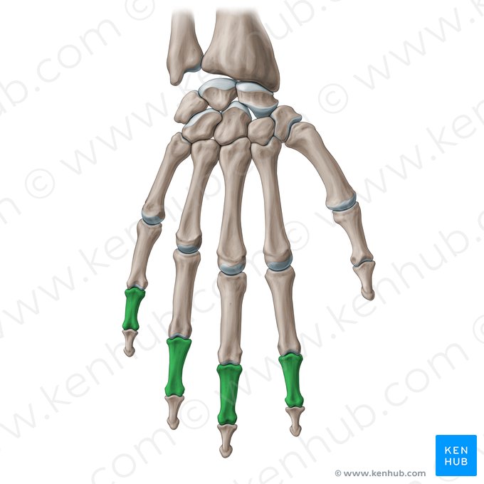 Falange média da mão (Phalanx media manus); Imagem: Paul Kim