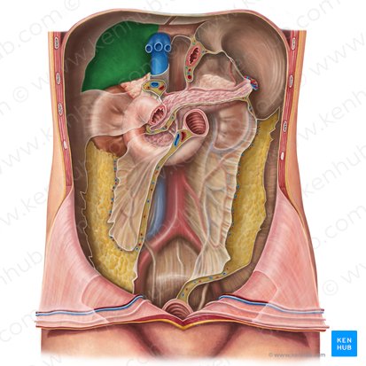 Face diaphragmatique du foie (Facies diaphragmatica hepatis); Image : Irina Münstermann