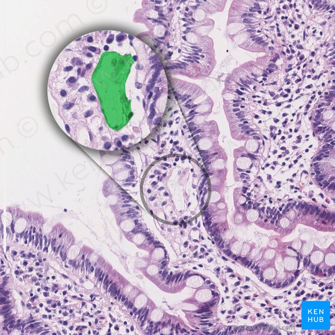 Vaso linfático intestinal (Vas lymphaticum centrale); Imagen: 