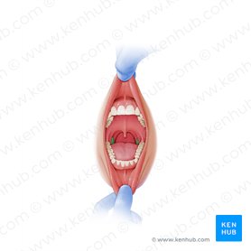 Palatine tonsil (Tonsilla palatina); Image: Paul Kim