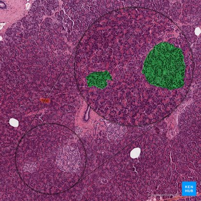 Componente endocrino del páncreas (Pars endocrina pancreatis); Imagen: 