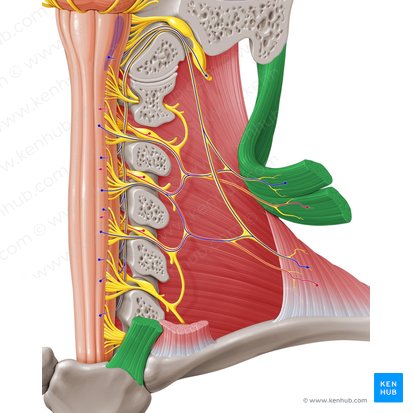 Músculo esternocleidomastoideo (Musculus sternocleidomastoideus); Imagen: Paul Kim