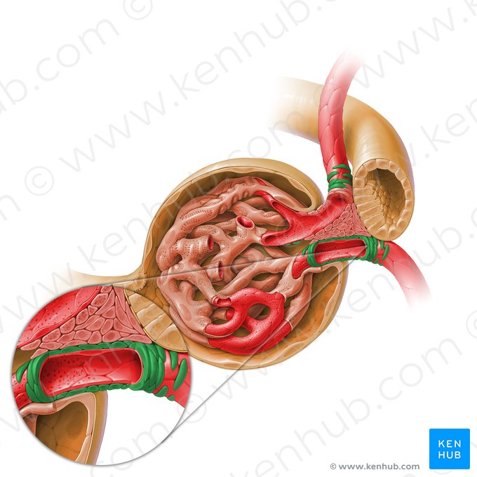 Células musculares lisas de la arteriola glomerular; Imagen: Paul Kim