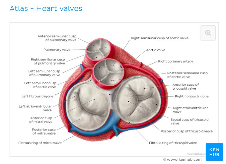 Labelled image of heart valves