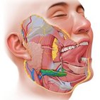 Glândula submandibular