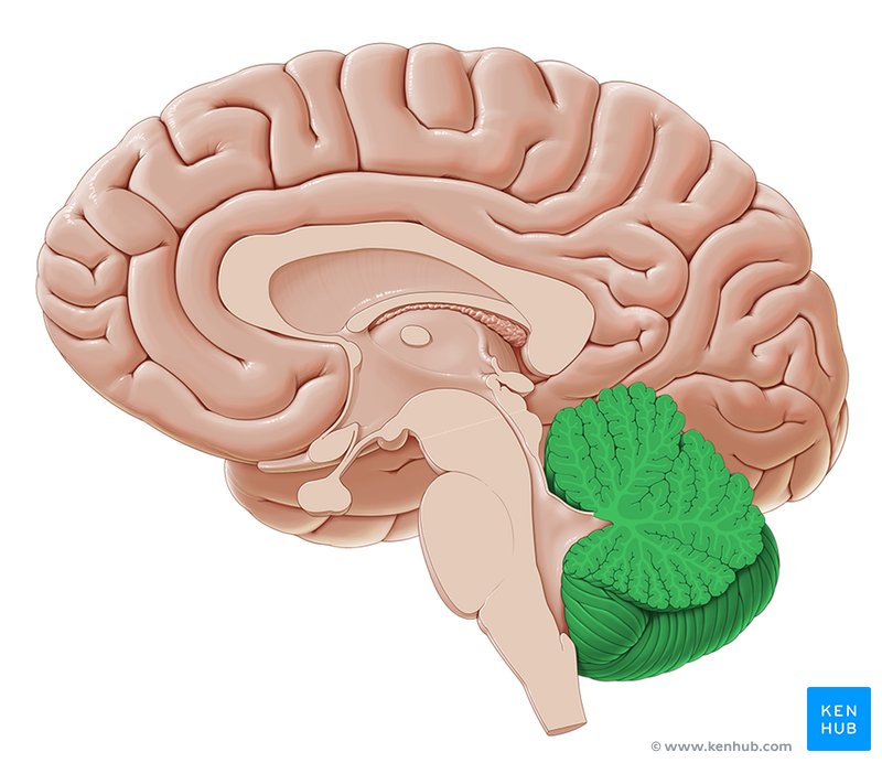 Cerebellum - medial view