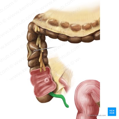Apêndice vermiforme (Appendix vermiformis); Imagem: Begoña Rodriguez