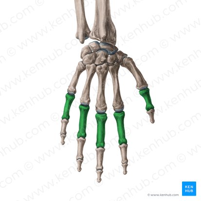 Falange proximal da mão (Phalanx proximalis manus); Imagem: Yousun Koh