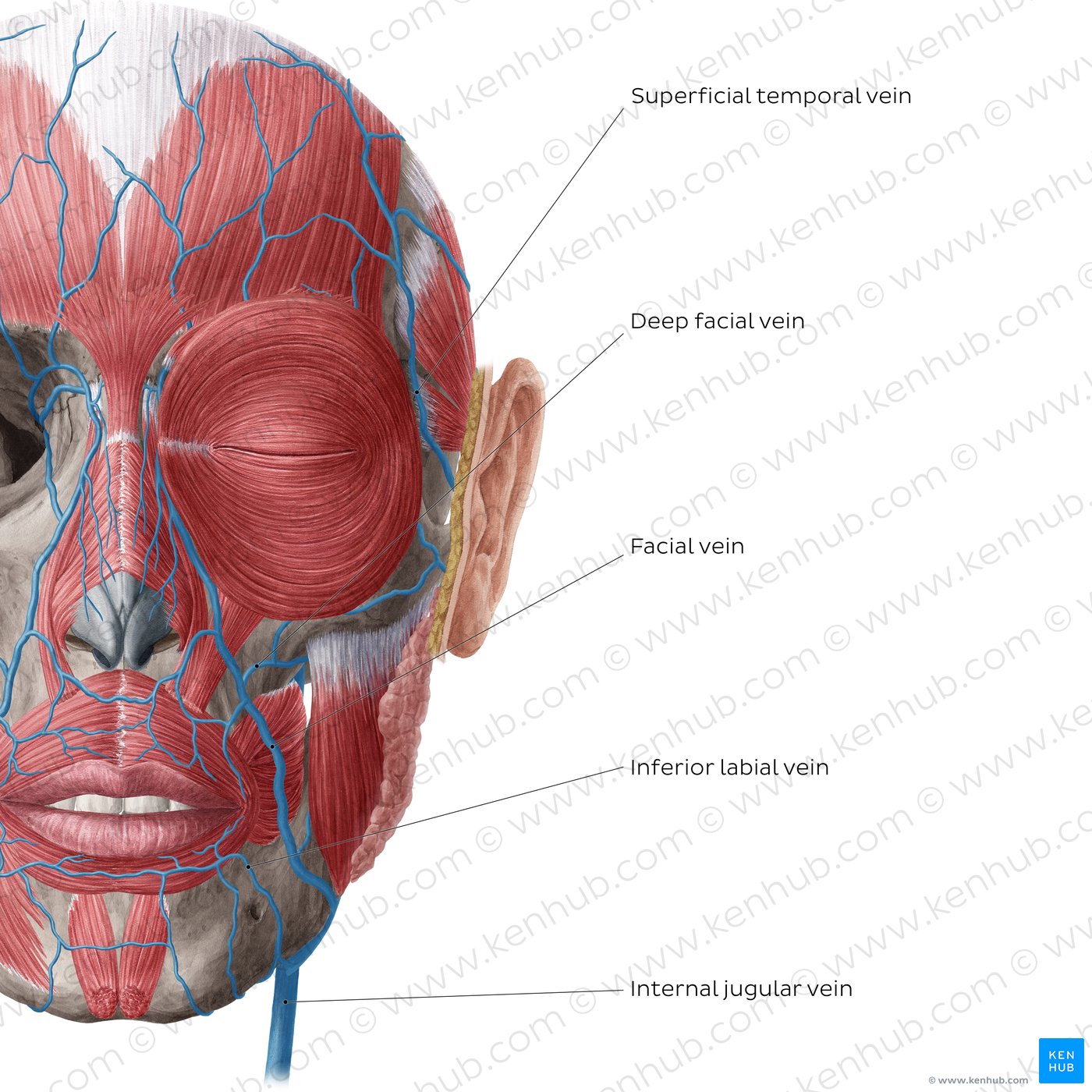 Veins of face and scalp (Anterior view: superficial)