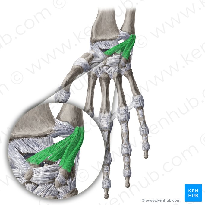 Palmar ulnocarpal ligament (Ligamentum ulnocarpeum palmare); Image: Yousun Koh