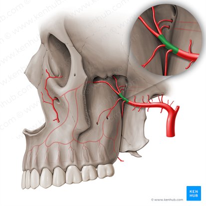 Porción pterigopalatina de la arteria maxilar (Pars pterygopalatina arteriae maxillaris); Imagen: Paul Kim
