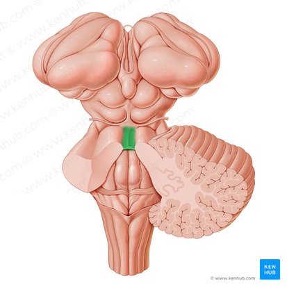 Velum medullare superius (Oberes Marksegel); Bild: Paul Kim