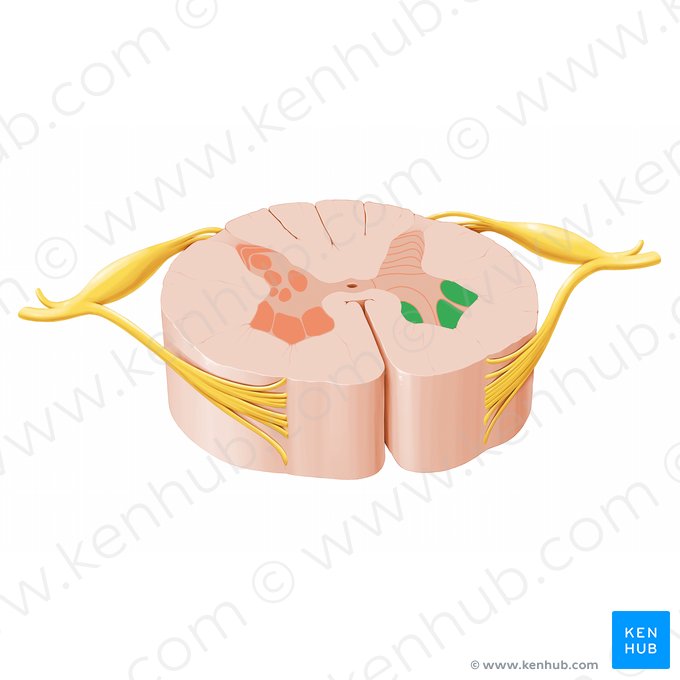 Lámina espinal IX (Lamina spinalis IX); Imagen: Paul Kim