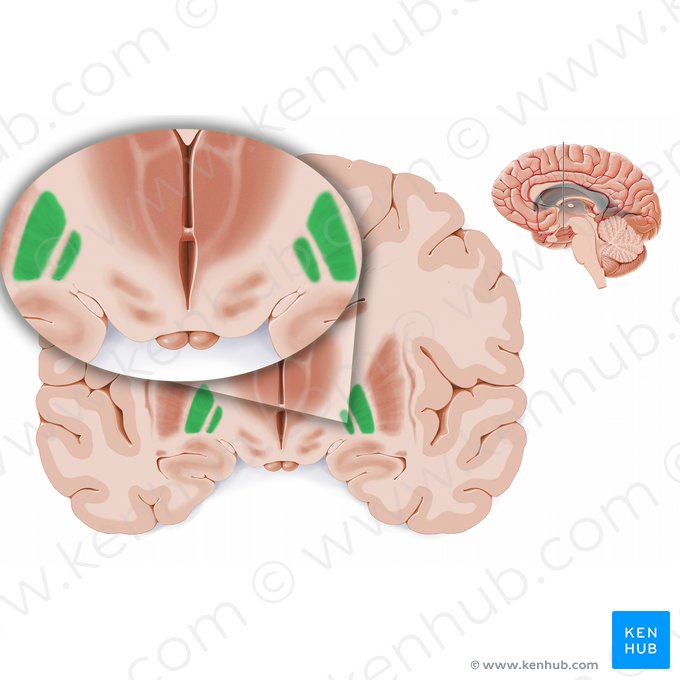 Globo pálido (Globus pallidus); Imagem: Paul Kim