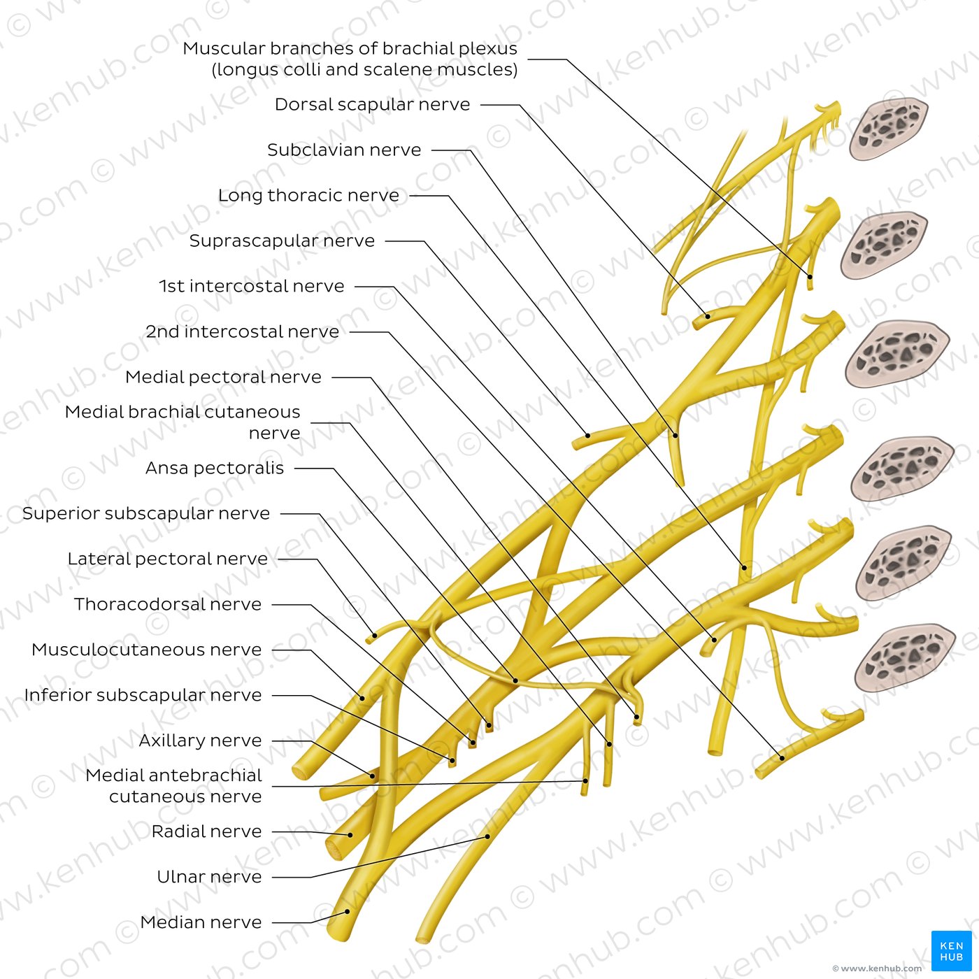 Brachial plexus: Branches