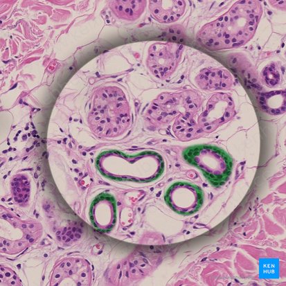 Capa basal (Epitheliocyti basales); Imagen: 