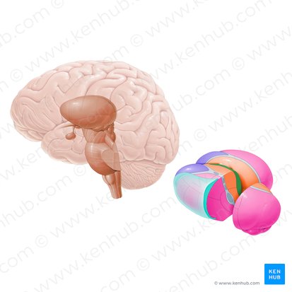 Núcleos medianos del tálamo (Nuclei periventriculares thalami); Imagen: Paul Kim