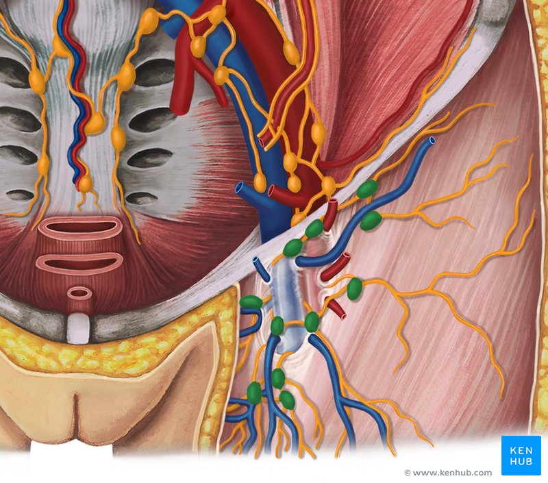 Superficial inguinal lymph nodes - ventral view