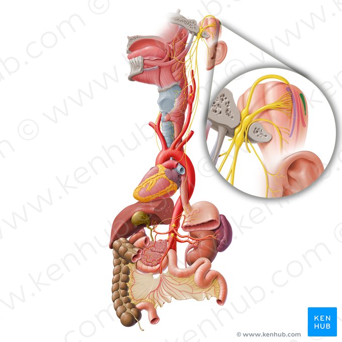 Nucleus posterior nervi vagi (Hinterer Kern des Vagusnervs); Bild: Paul Kim