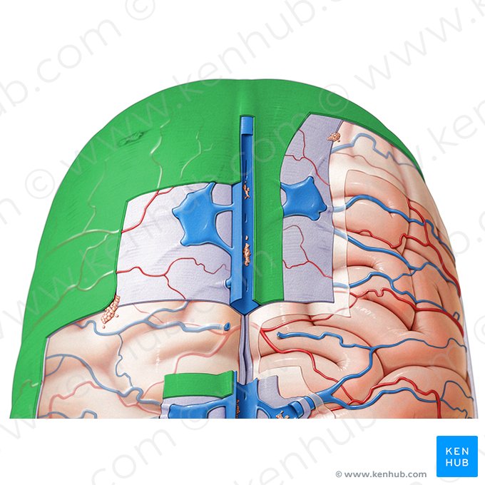 Dura-máter (Dura mater); Imagem: Paul Kim