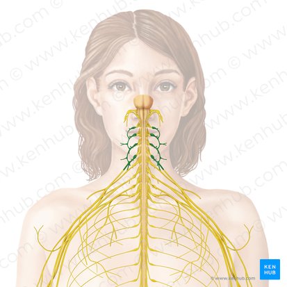 Plexus cervical (Plexus cervicalis); Image : Begoña Rodriguez