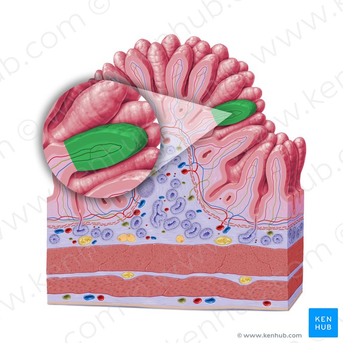 Vellosidad intestinal (Villus intestinalis); Imagen: Paul Kim