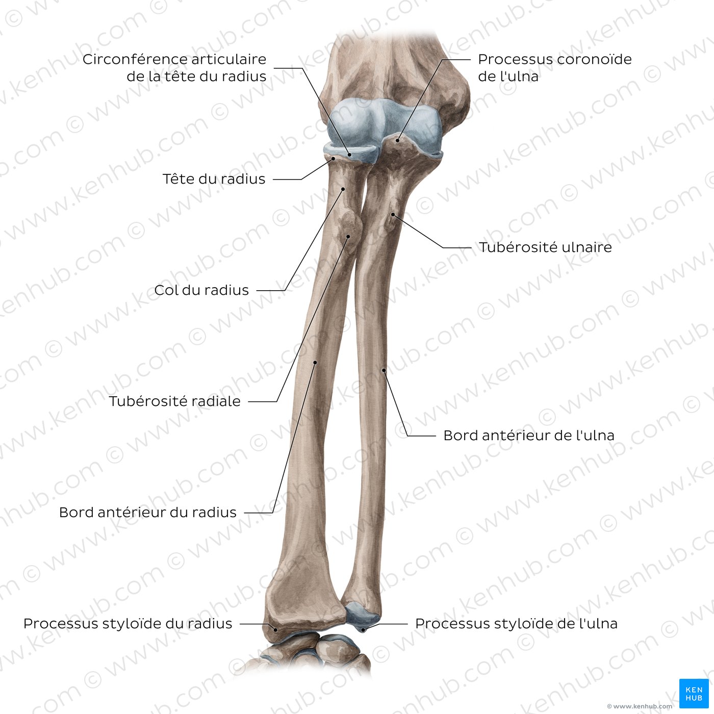 Radius et ulna : vue antérieure