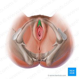 Prepúcio do clitóris (Preputium clitoridis); Imagem: Paul Kim