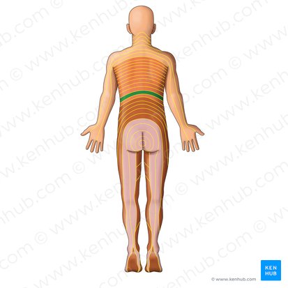 Dermatoma T11 (Dermatom Th11); Bild: Irina Münstermann