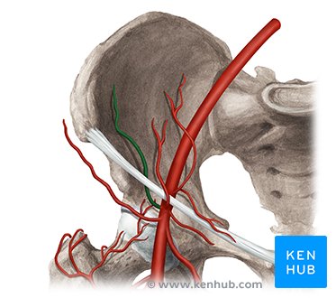 Deep circumflex iliac artery (Arteria circumflexa ilium profunda)