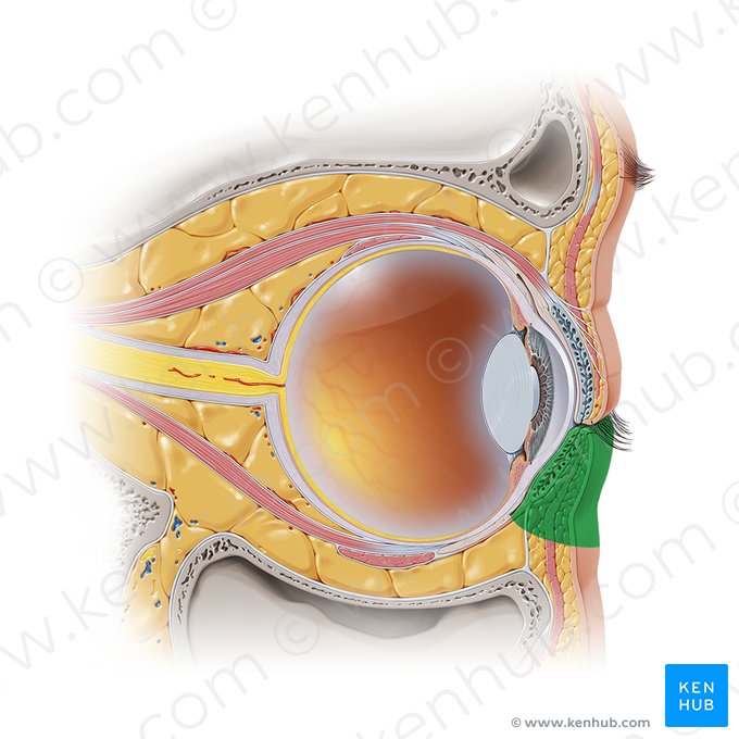 Inferior eyelid (Palpebra inferior); Image: Paul Kim