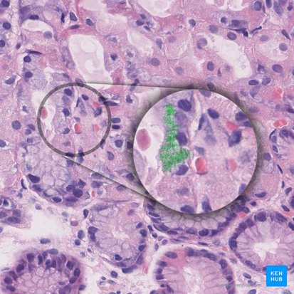 Gránulos secretores de mucina (Vesiculae mucosae); Imagen: 