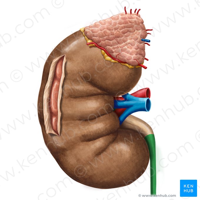 Ureter dexter (Rechter Harnleiter); Bild: Irina Münstermann