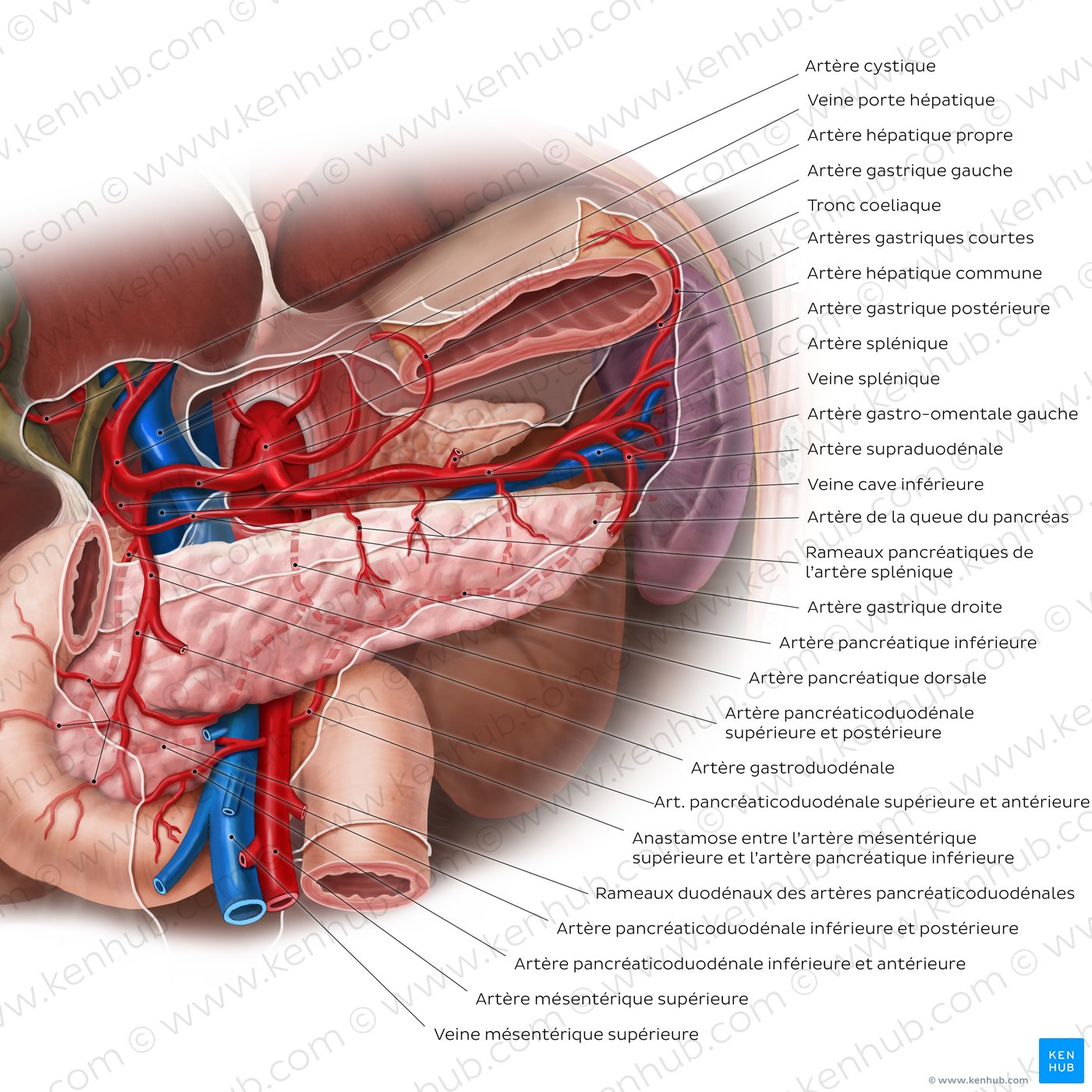 Blood supply of the pancreas: Diagram