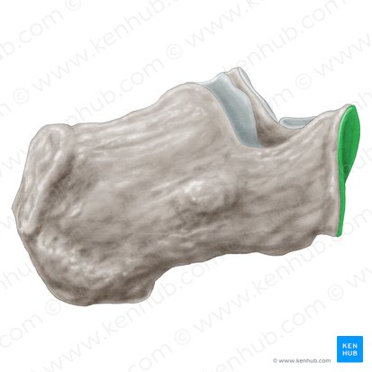 Articular surface for cuboid of calcaneus (Facies articularis cuboidea calcanei); Image: Samantha Zimmerman