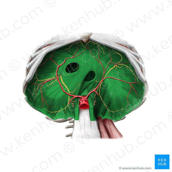 Diaphragm (Diaphragma); Image: Stephan Winkler