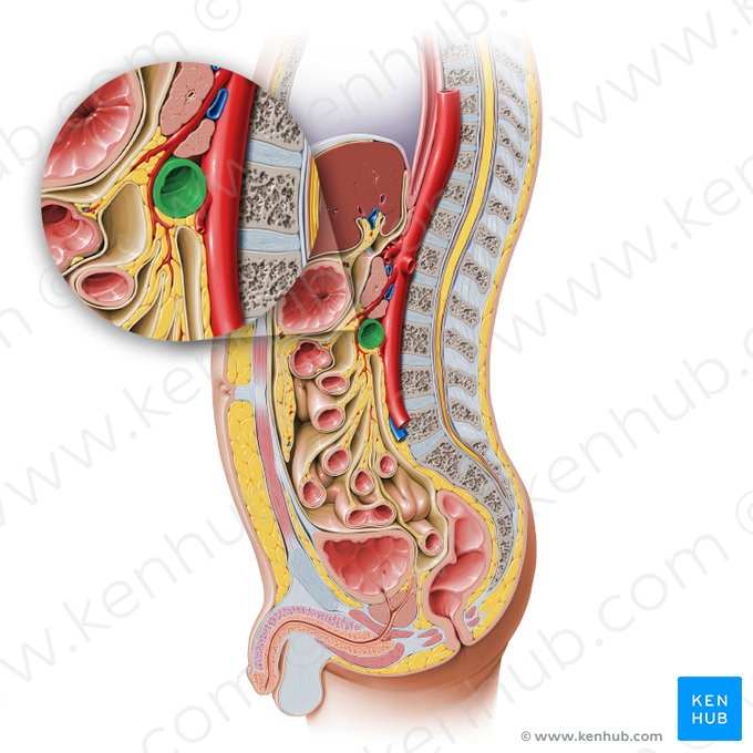 Horizontal part of duodenum (Pars horizontalis duodeni); Image: Paul Kim