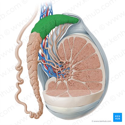 Head of epididymis (Caput epididymidis); Image: Paul Kim